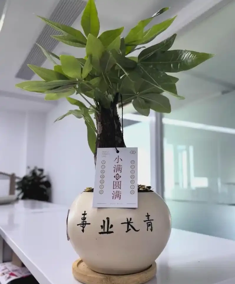 養發財樹的忌諱:冬季養護避開這4個坑,解決腐根黃葉,葉子綠得滴油!