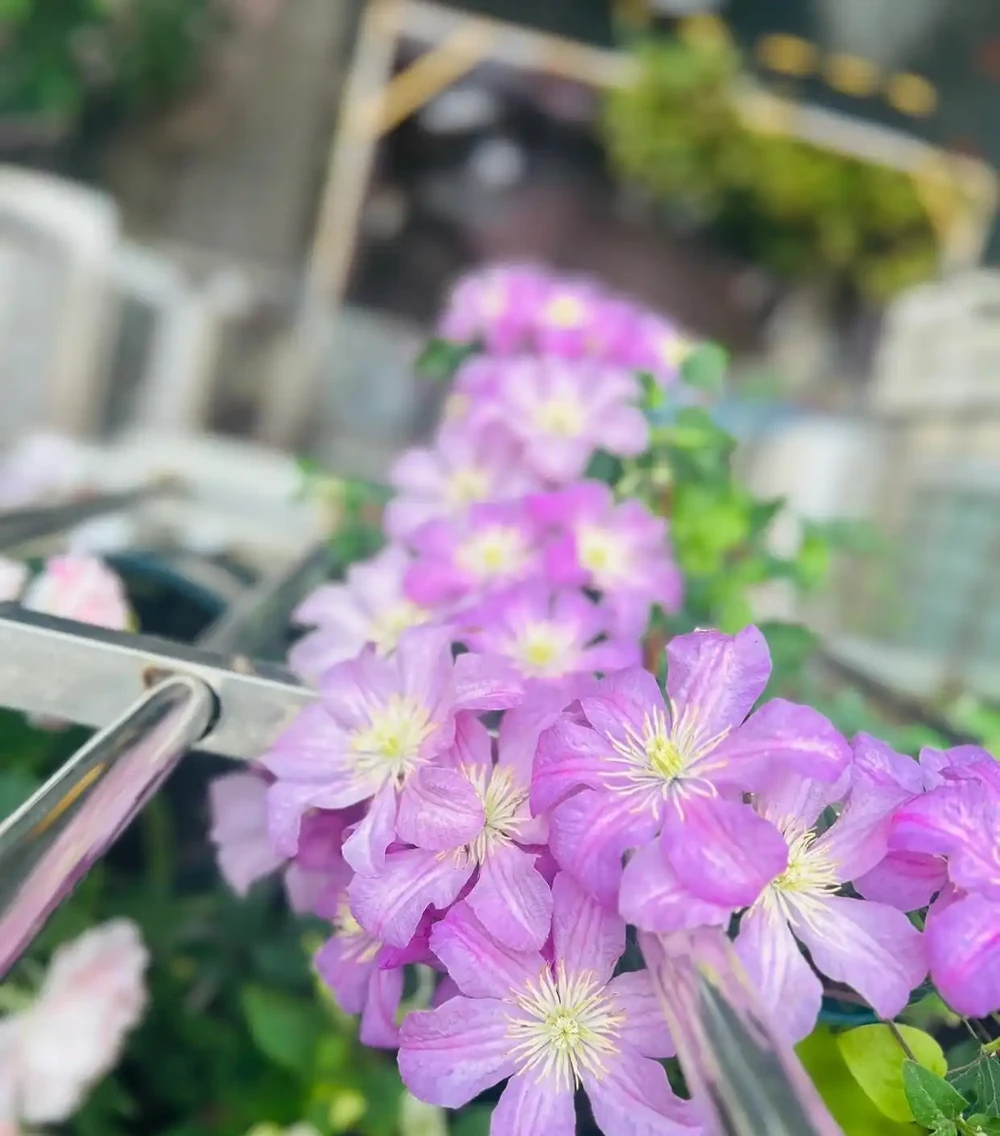 花色美麗