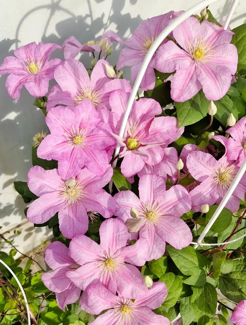 度夏容易