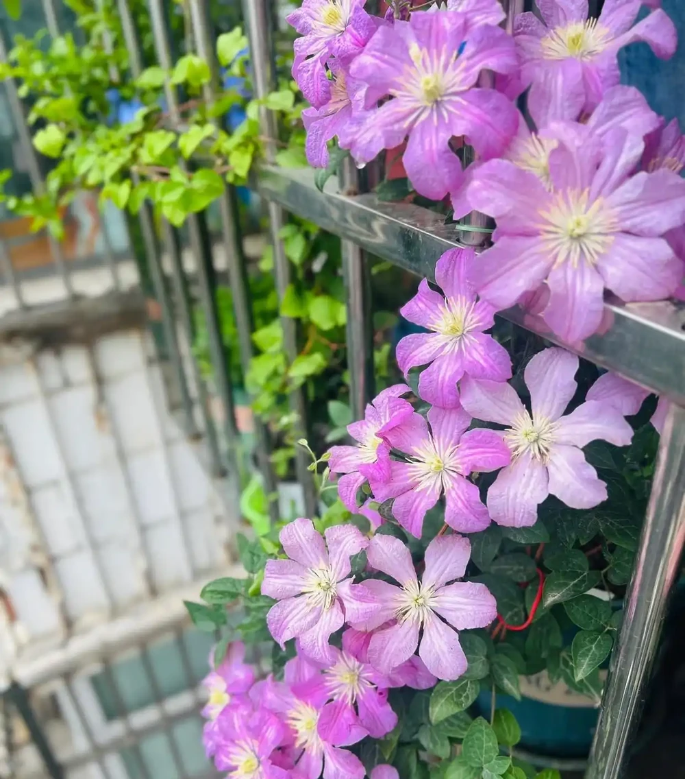 陽臺可養