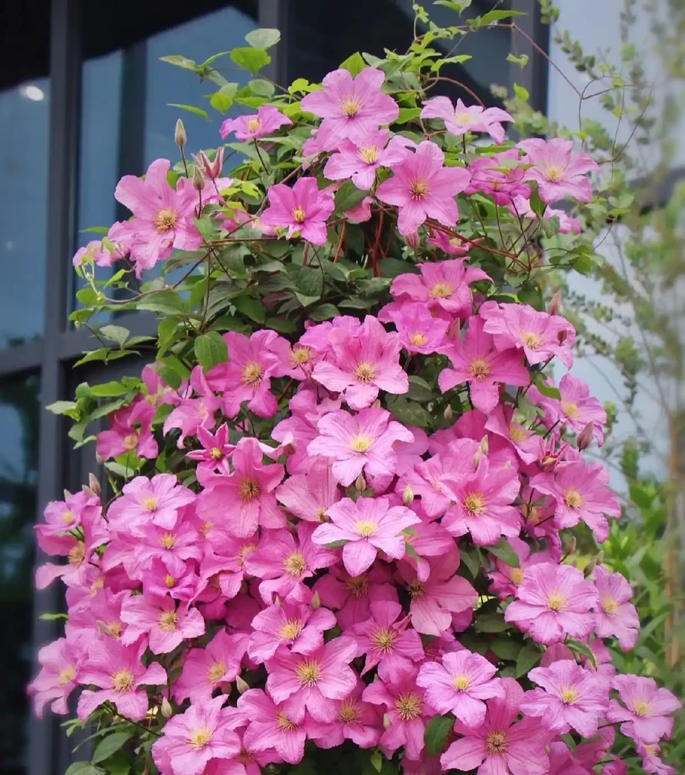 開花很勤奮