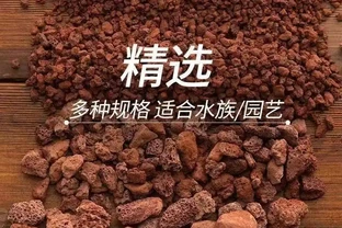 園藝減負實戰：輕量化工具打造移動植物園