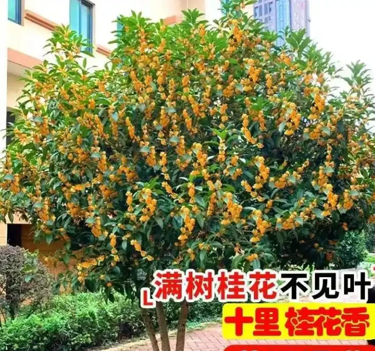 十大吉樹排名大全|把好運一口氣種進院子裡