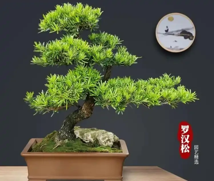 十大吉樹排名大全|把好運一口氣種進院子裡