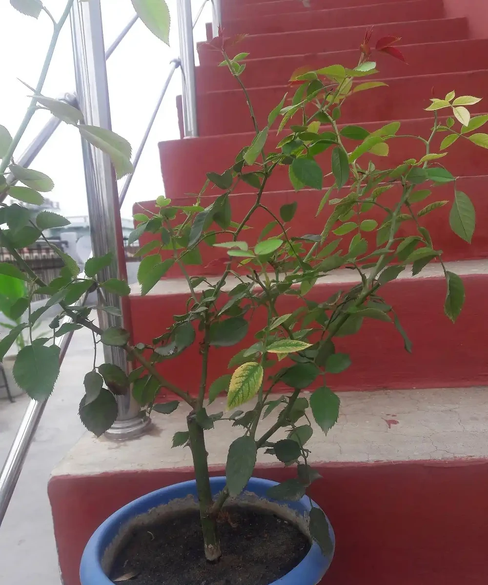 盆栽玫瑰澆水秘籍：四季控水技巧拯救你的玫瑰花