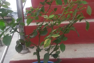 盆栽玫瑰澆水秘籍：四季控水技巧拯救你的玫瑰花