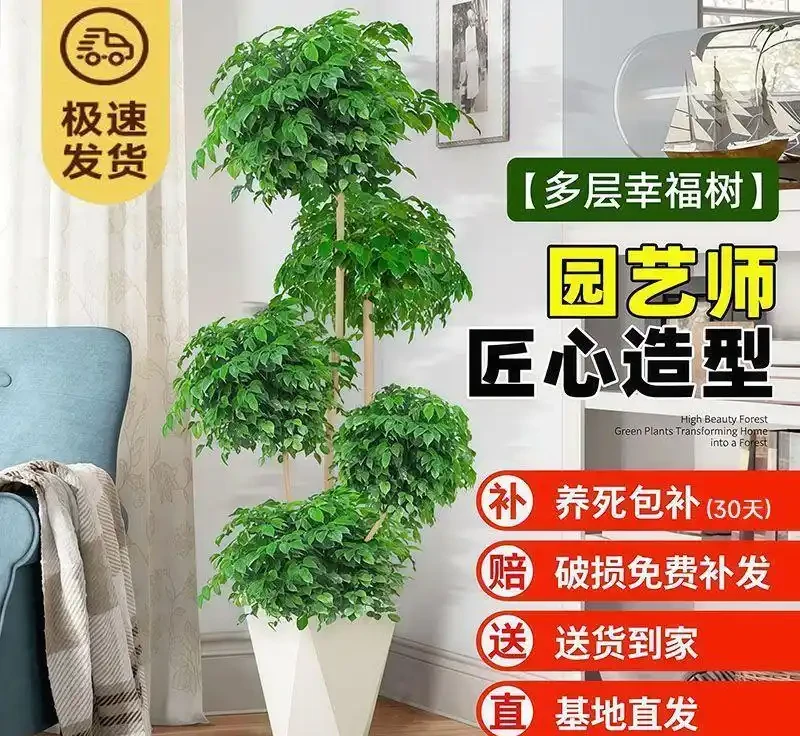 復壯技術實錄：枯萎植物重獲新生的秘密