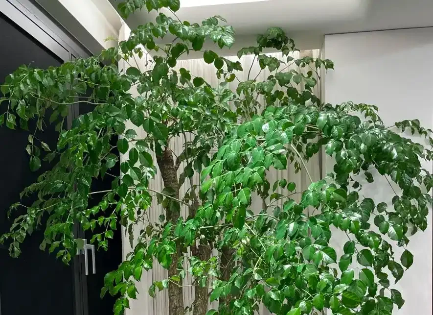 幸福樹葉子掉光別扔!這樣救,1個月長滿新葉