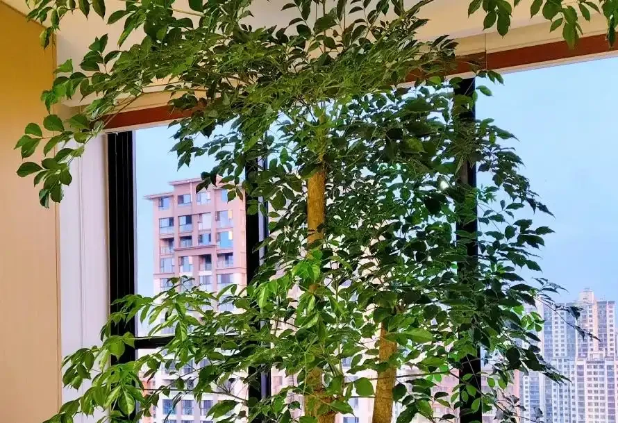 幸福樹葉子掉光別扔!這樣救,1個月長滿新葉