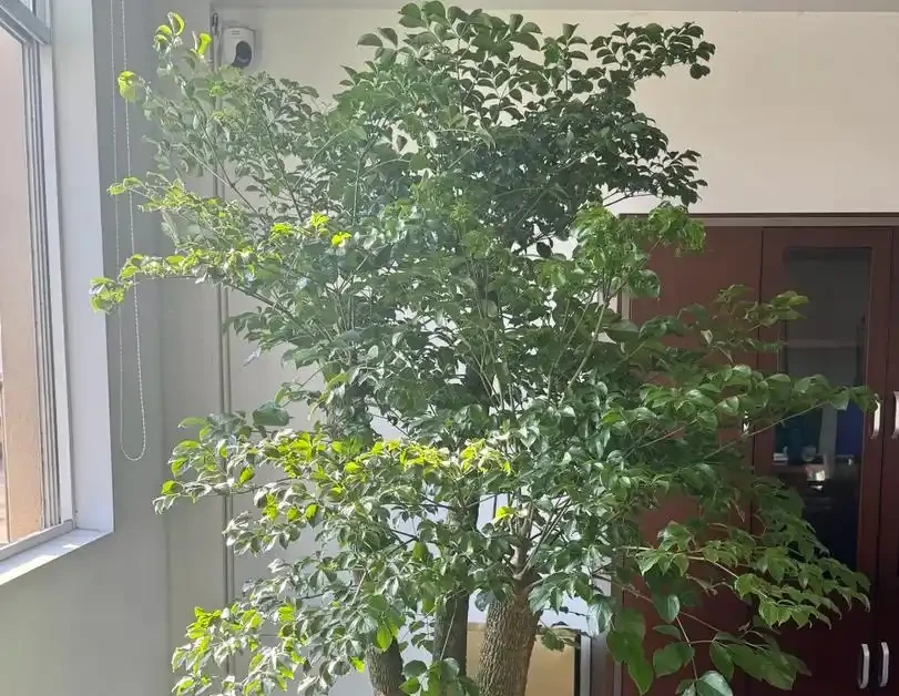 幸福樹葉子掉光別扔!這樣救,1個月長滿新葉