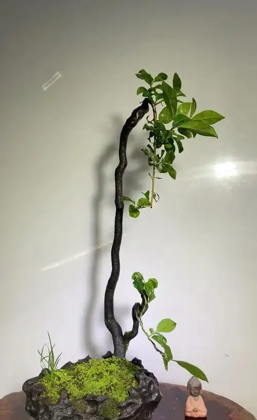 立即收藏!金彈子不掛果的終極解決方案,手把手教你養出成果