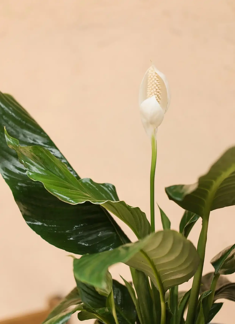 白鶴芋葉子變軟下垂?趕緊做好這3步,葉片挺拔冒新葉