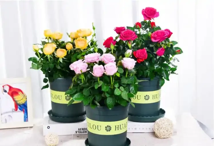 養玫瑰花的忌諱：為什麼你的總是黃葉、不落蕾？避開這些坑，花開大如碗！