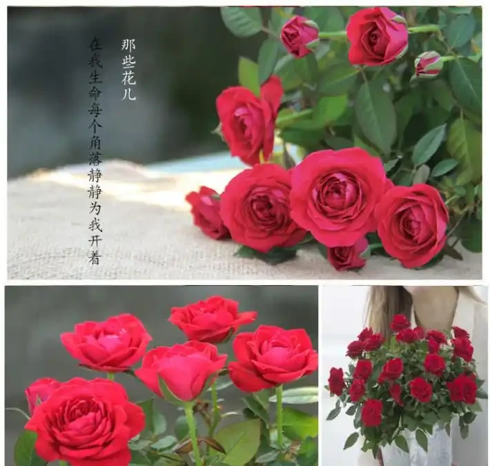 養玫瑰花的忌諱：為什麼你的總是黃葉、不落蕾？避開這些坑，花開大如碗！