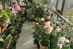 養玫瑰花的忌諱：為什麼你的總是黃葉、不落蕾？避開這些坑，花開大如碗！