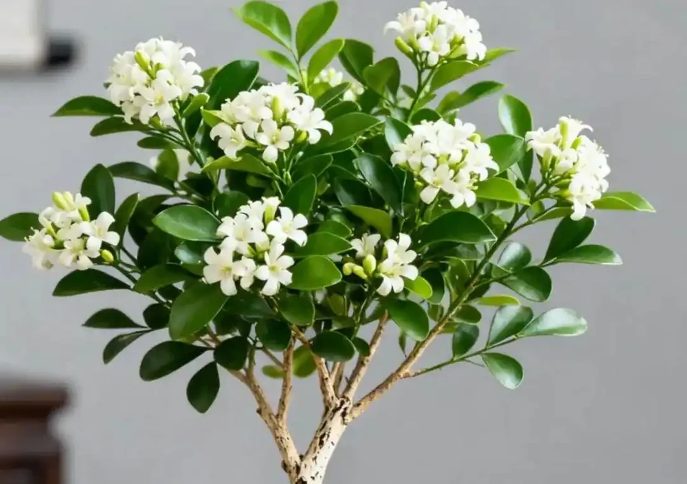 「養不死」的10種花，怎麼折騰都滿盆，最適合新手！