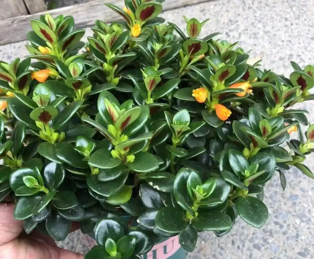 「養不死」的10種花，怎麼折騰都滿盆，最適合新手！