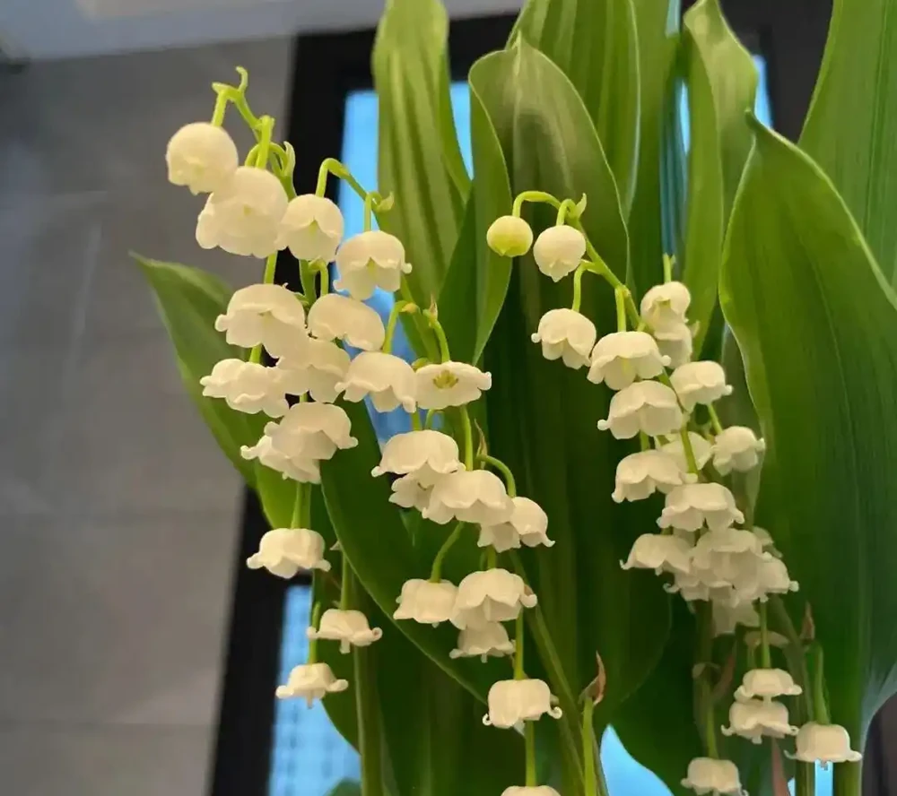 「養不死」的10種花，怎麼折騰都滿盆，最適合新手！