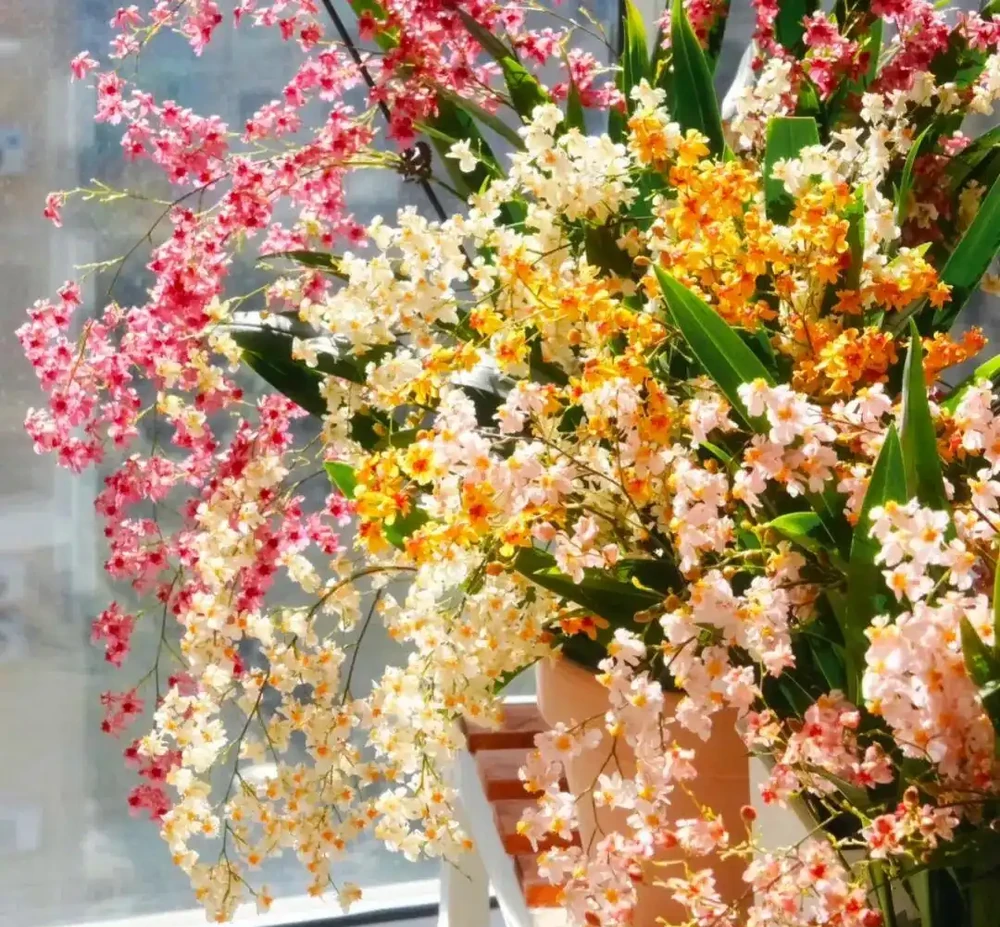 「養不死」的10種花，怎麼折騰都滿盆，最適合新手！