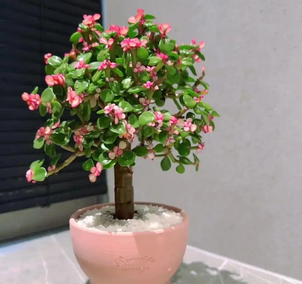 「養不死」的10種花，怎麼折騰都滿盆，最適合新手！