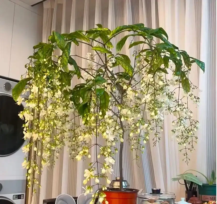 「養不死」的10種花，怎麼折騰都滿盆，最適合新手！