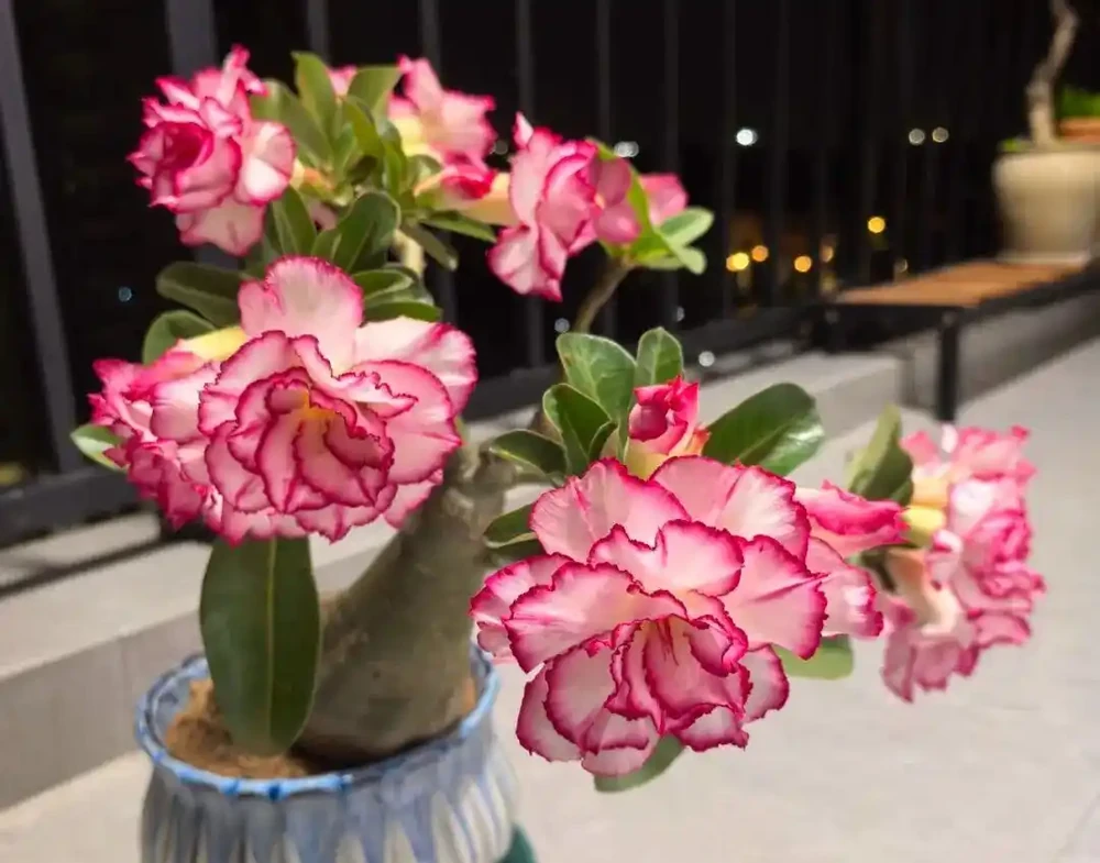 「養不死」的10種花，怎麼折騰都滿盆，最適合新手！