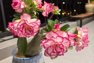「養不死」的10種花，怎麼折騰都滿盆，最適合新手！
