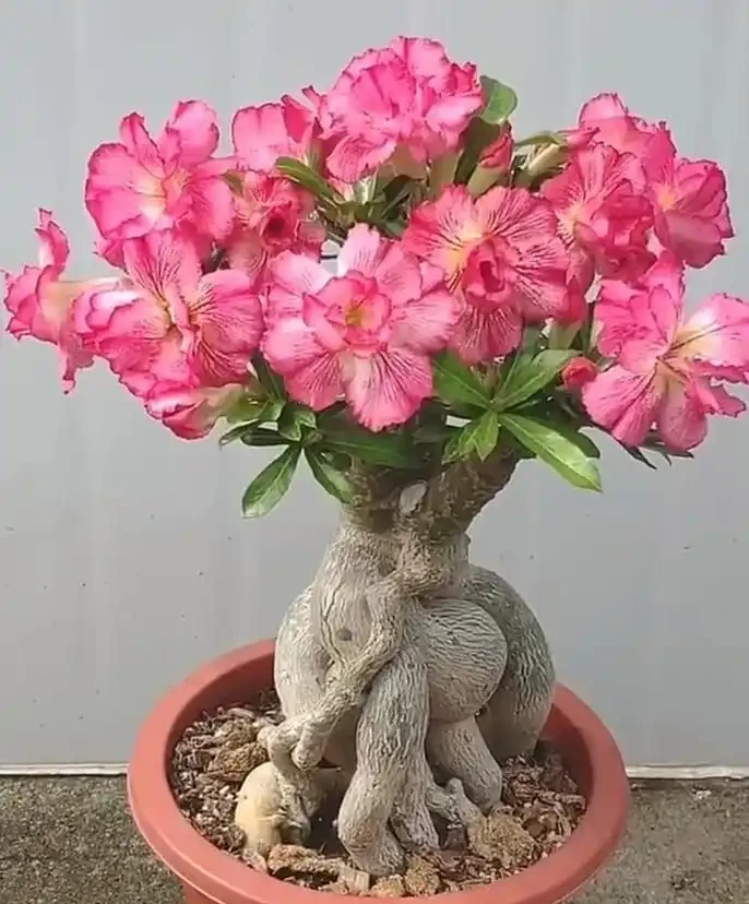 沙漠玫瑰施肥指南
