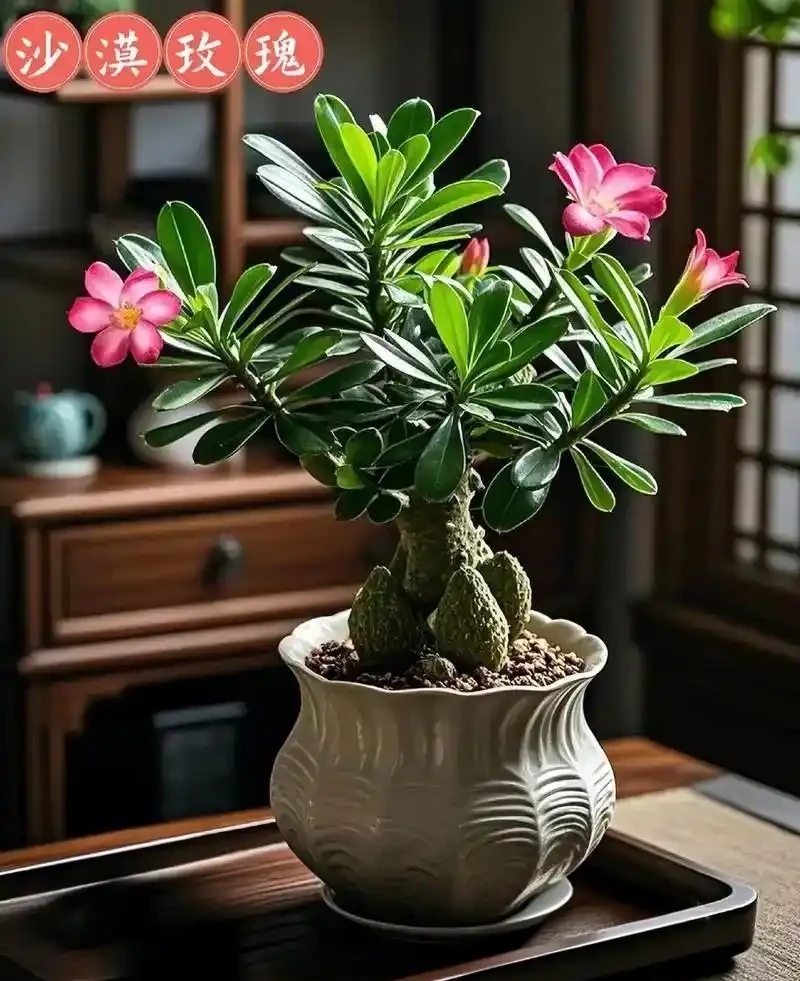 沙漠玫瑰施肥指南