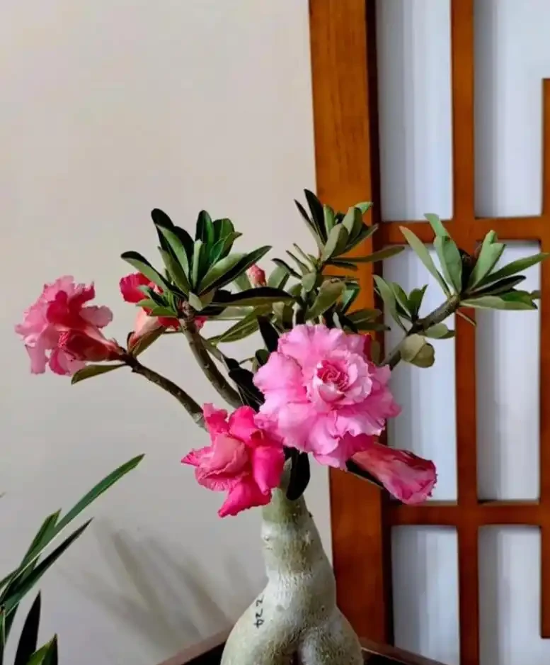 沙漠玫瑰施肥指南