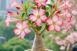 沙漠玫瑰施肥指南