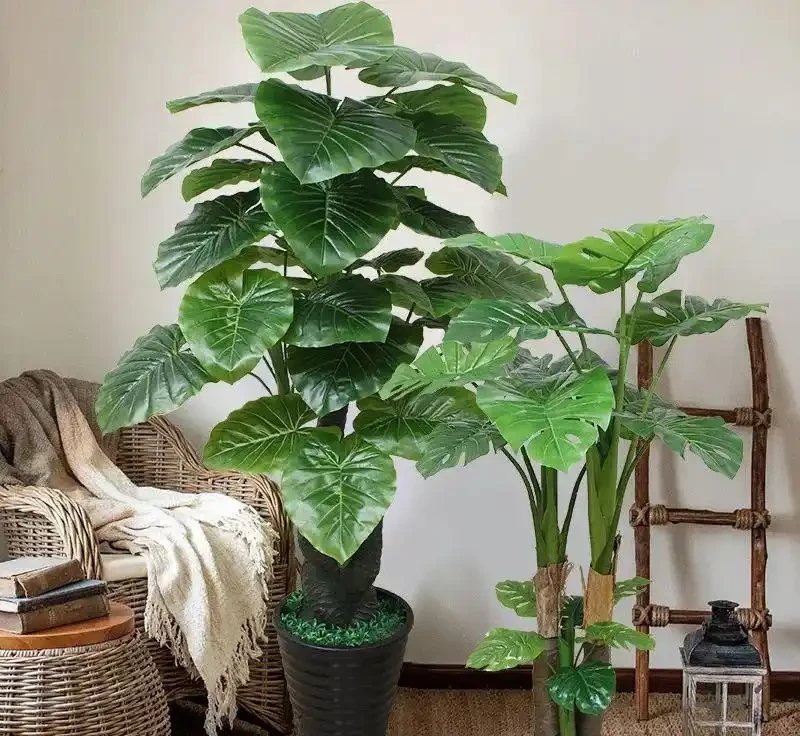 家裡光線差?這10種耐陰植物閉眼入,懶人也能養出綠森林