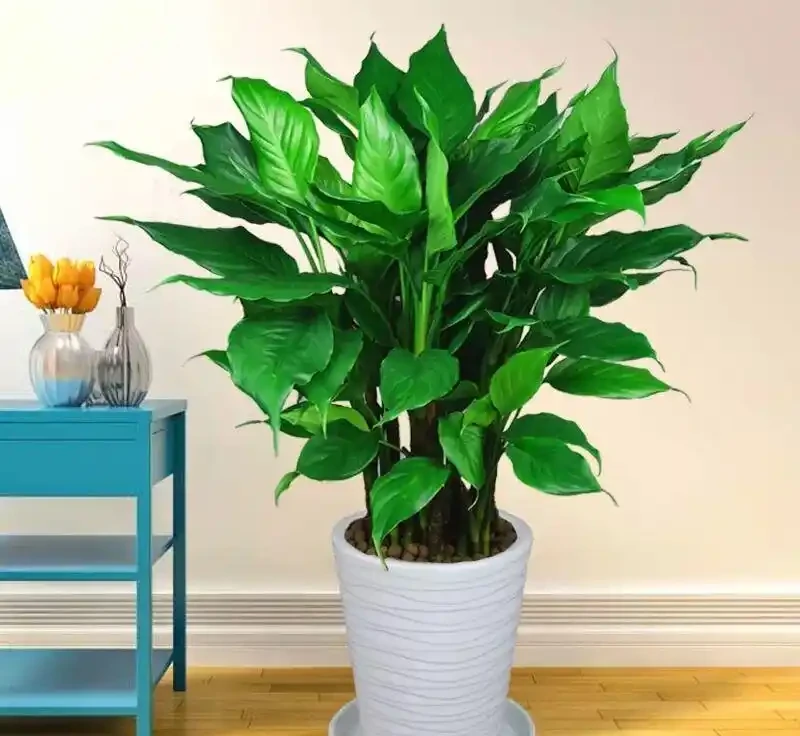 家裡光線差?這10種耐陰植物閉眼入,懶人也能養出綠森林