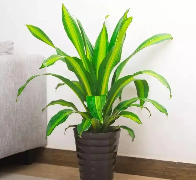 家裡光線差?這10種耐陰植物閉眼入,懶人也能養出綠森林