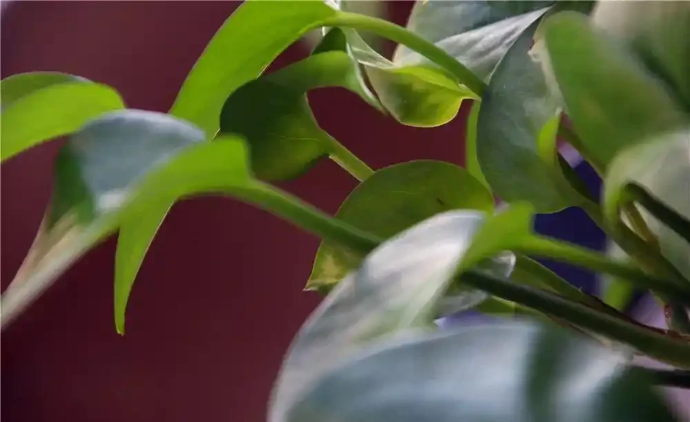 家裡光線差?這10種耐陰植物閉眼入,懶人也能養出綠森林