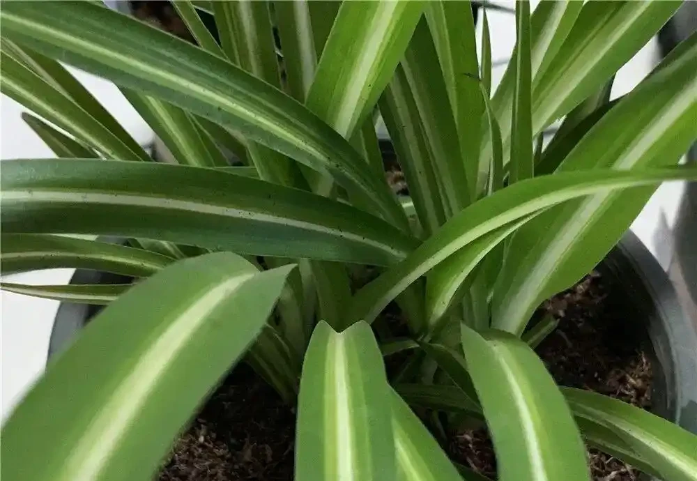 家裡光線差?這10種耐陰植物閉眼入,懶人也能養出綠森林