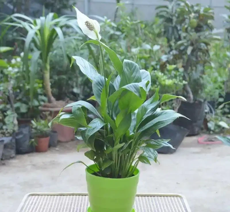 家裡光線差?這10種耐陰植物閉眼入,懶人也能養出綠森林