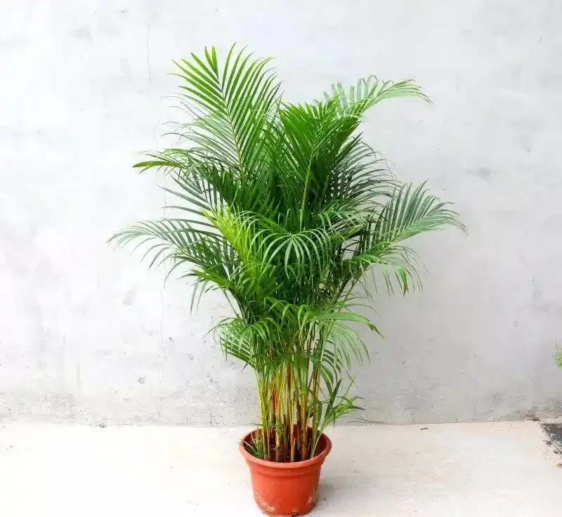家裡光線差?這10種耐陰植物閉眼入,懶人也能養出綠森林