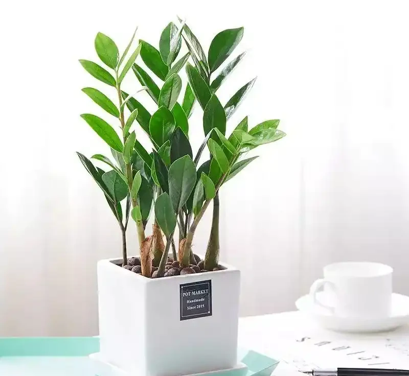 家裡光線差?這10種耐陰植物閉眼入,懶人也能養出綠森林