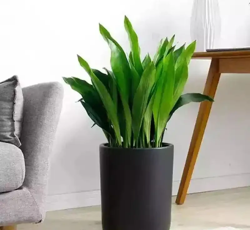 家裡光線差?這10種耐陰植物閉眼入,懶人也能養出綠森林