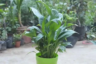 家裡光線差？這10種耐陰植物閉眼入，懶人也能養出綠森林