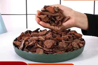 蝴蝶蘭根系呼吸有難題？松樹皮養蘭秘技曝光，這一黃金法則讓根系暢快呼吸，讓你的蝴蝶蘭煥發生機