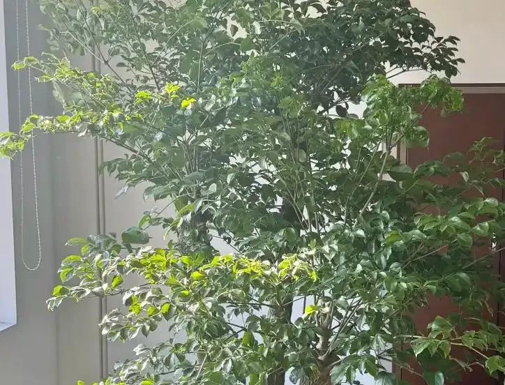冬天幸福樹葉子幹尖焦邊?3招補救,恢復生機,安全過冬還爆芽!