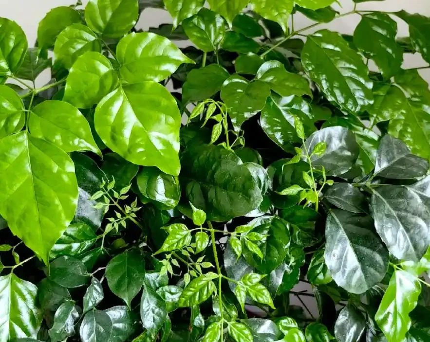 冬天幸福樹葉子幹尖焦邊?3招補救,恢復生機,安全過冬還爆芽!