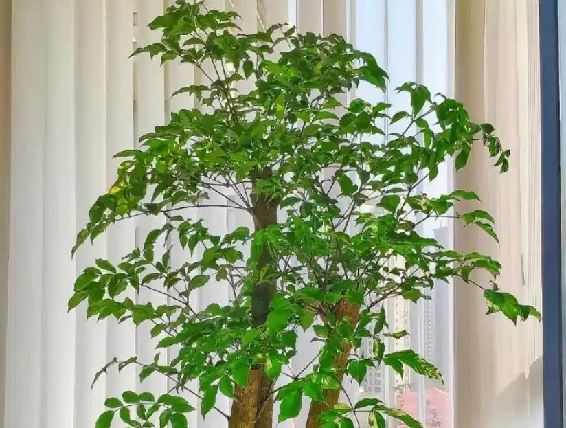 冬天幸福樹葉子幹尖焦邊?3招補救,恢復生機,安全過冬還爆芽!