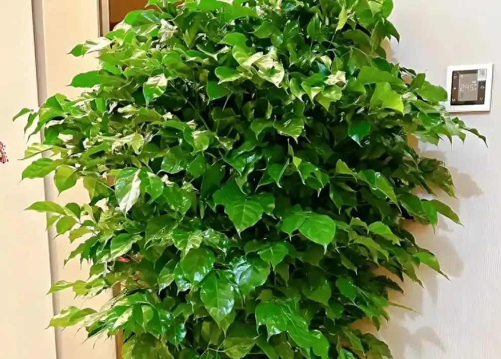 冬天幸福樹葉子幹尖焦邊?3招補救,恢復生機,安全過冬還爆芽!