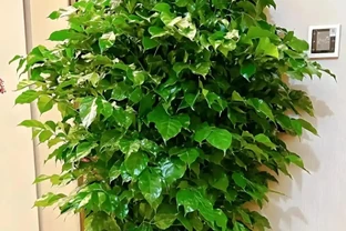 冬天幸福樹葉子幹尖焦邊？3招補救，恢復生機，安全過冬還爆芽！