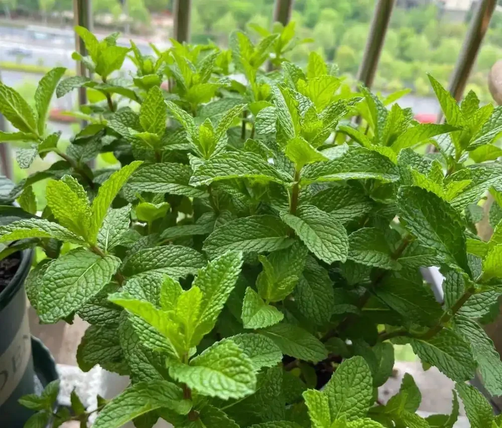 廁所養上5盆花,臭味吸光光,空氣清新,衛生間也漂亮!