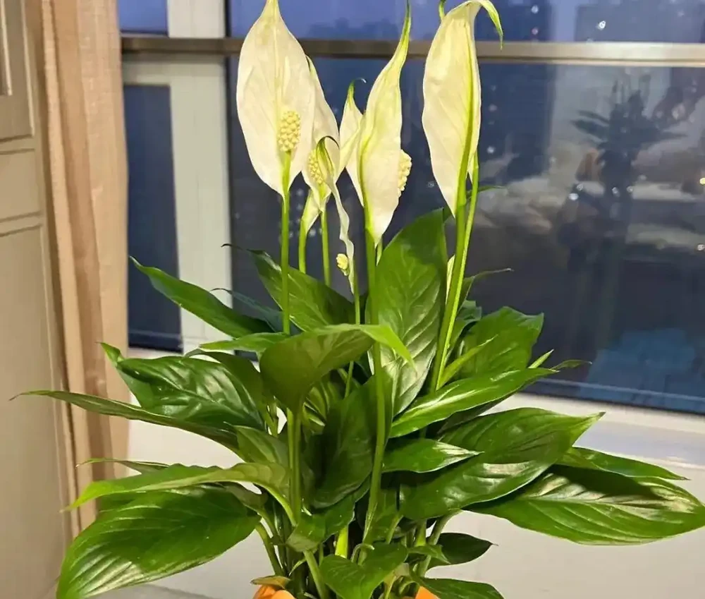 廁所養上5盆花,臭味吸光光,空氣清新,衛生間也漂亮!