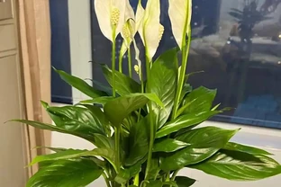 廁所養上5盆花，臭味吸光光，空氣清新，衛生間也漂亮！